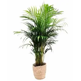 Premiumkwaliteit | Areca Lutescens in zeegras mand