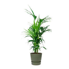 Hoog gewaardeerd | Kentia Howea in Greenville groen