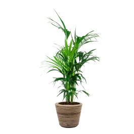Zojuist toegevoegd - Kentia Howea in Drypot Rattan