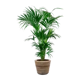 Kentia Howea XXL in Drypot Rattan - Actieprijs
