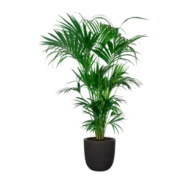 Trending - Kentia Howea XXL in Nature Rib Egg Planter zwart