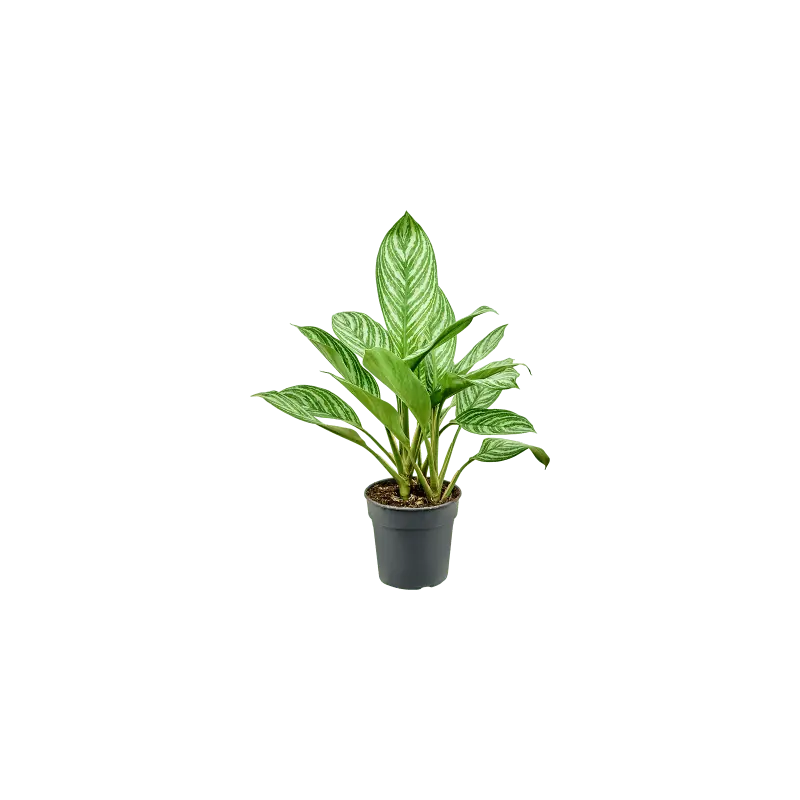 Aglaonema Stripes - Vanaf nu beschikbaar