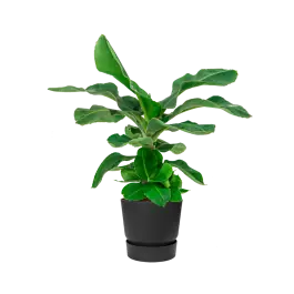 Musa Dwarf Cavendish in Elho Greenville zwart | Topdeal