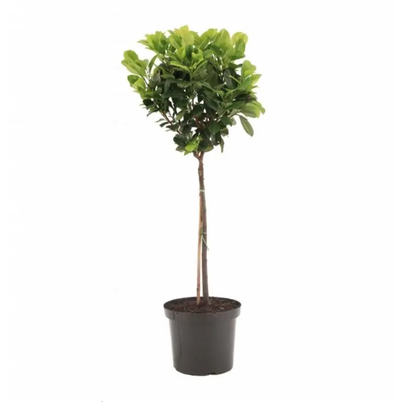 Lage prijs - Prunus Etna