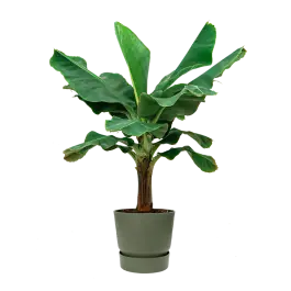 Musa Dwarf Cavendish XL in Greenville groen - Extra korting