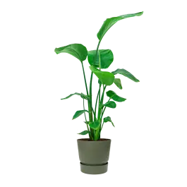 Strelitzia Nicolai in Greenville groen - Net toegevoegd