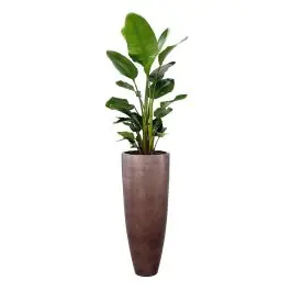 Strelitzia Nicolai in Metallic Partner Coffee | Topproduct
