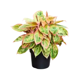 Bijna uitverkocht - Aglaonema Salmon Fantasy