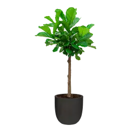 Favoriet van klanten - Ficus Lyrata op stam in Urban Smooth Egg Planter zwart