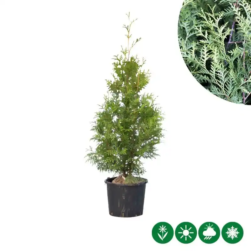 Speciale deal - Thuja Brabant - haag
