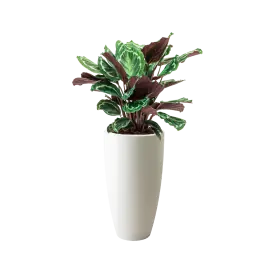 Topdeal | Calathea Medaillon in Elho Pure Soft hoog wit