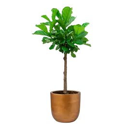 Ficus Lyrata op stam in Lux Retro Egg goud - Veel gevraagd