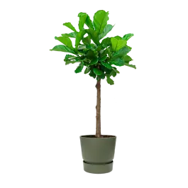 Ficus Lyrata op stam in Greenville groen | Voordelig
