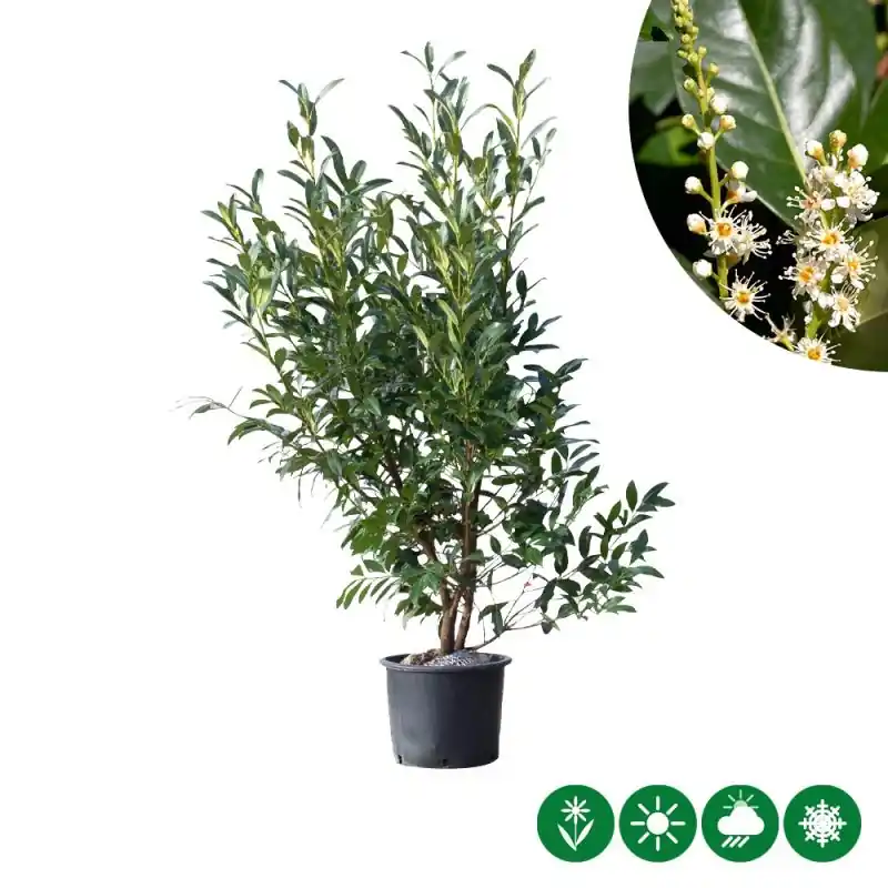 Prunus Novita - haag | Bestseller