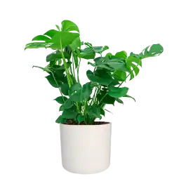 Monstera Deliciosa in Soft wit | Snelle levering