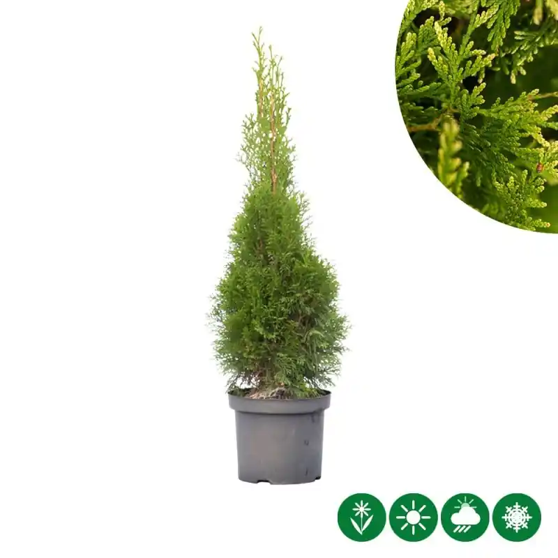 Thuja Smaragd - haag | Aanrader