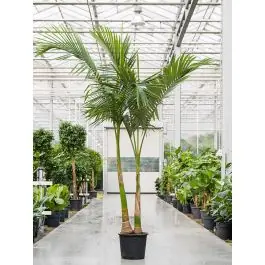 Archontophoenix alexandrae 2-stam | Bestel nu