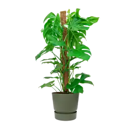 Lage prijs - Monstera Deliciosa mosstok in Greenville groen