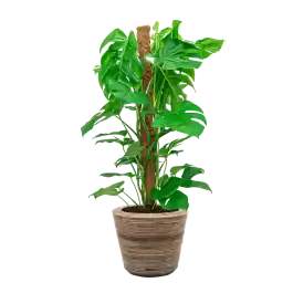Net binnen - Monstera Deliciosa mosstok in Drypot Rattan