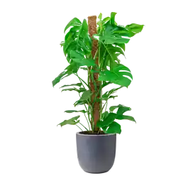 Scherpe prijs - Monstera Deliciosa mosstok in Urban Smooth Egg Planter grijs