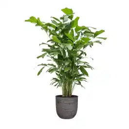 Caryota Mitis in Nature Egg Rib Planter antraciet | Prijs verlaagd