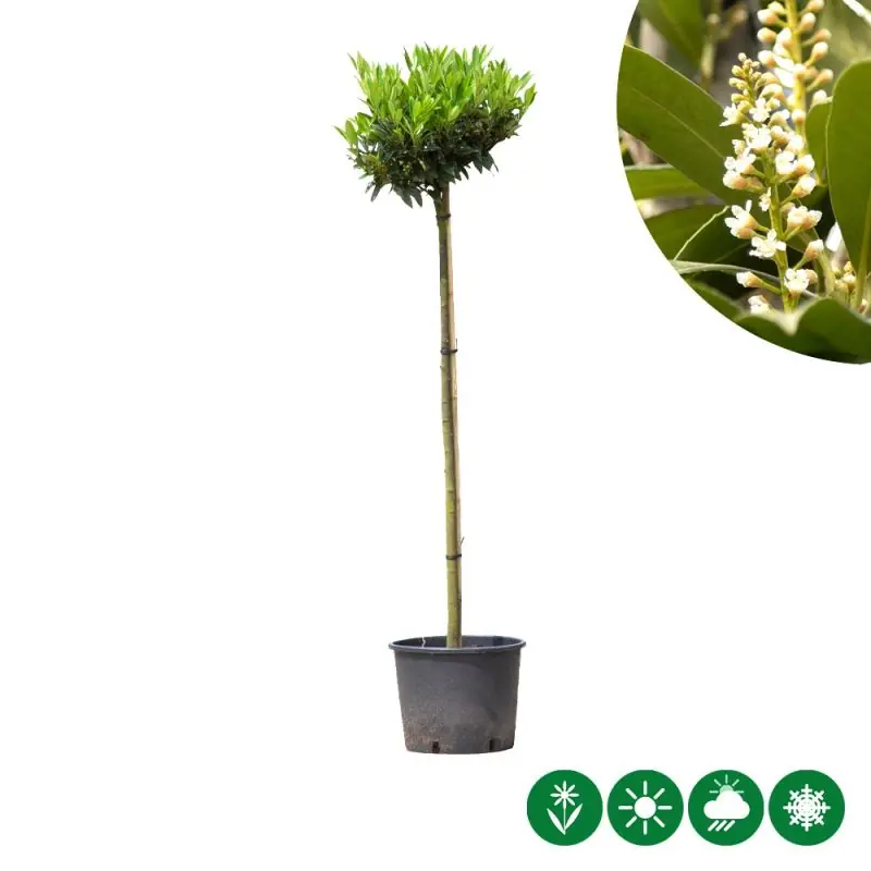 Prunus Otto Luyken - bolboom | Speciale aanbieding