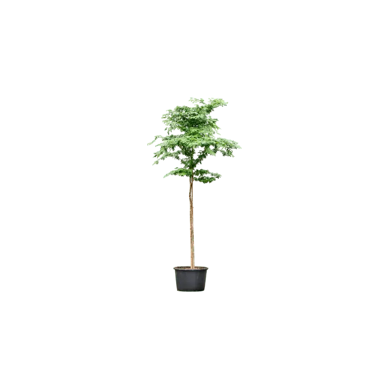 Bulnesia arborea | Scherp geprijsd