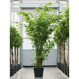 Online bestellen - Caryota mitis bush XXL