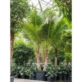 Voordelig | Cocos nucifera 2-stam