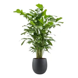 Caryota Mitis in Grigio Balloon Concrete zwart - Premium