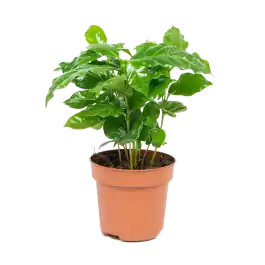 Favoriet van klanten - Coffea arabica