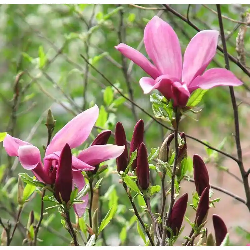 Magnolia Susan - Rechtstreeks van de fabrikant