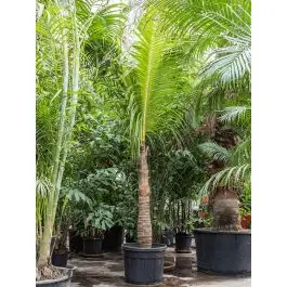 Cocos nucifera XXXXL - Bestel nu
