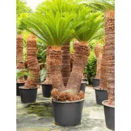 Klantfavoriet - Cycas revoluta 2-stam