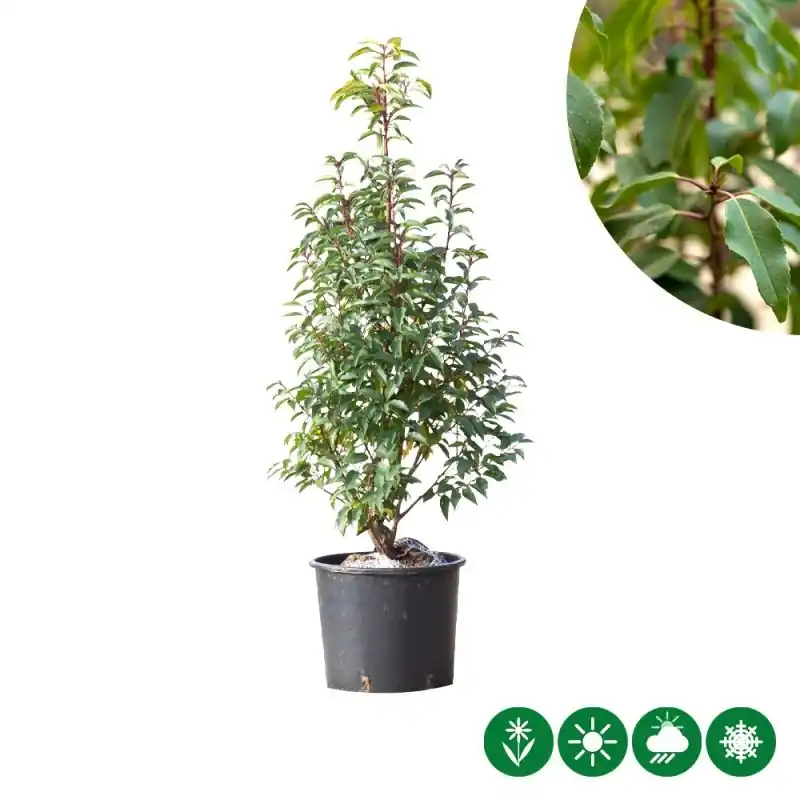 Prunus Angustifolia - haag | Nieuw binnengekomen