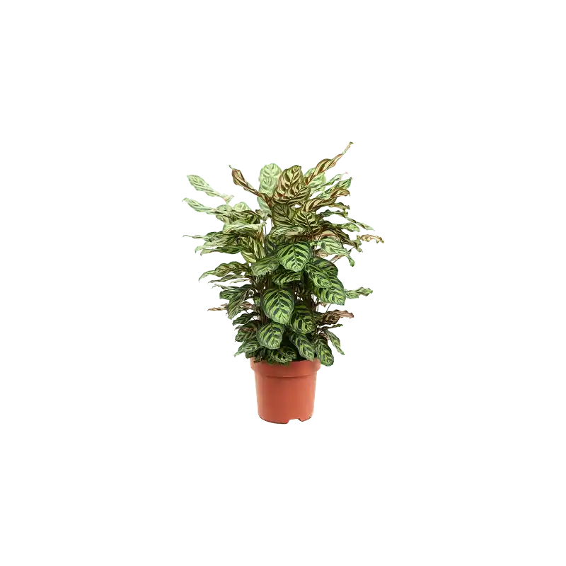 Calathea makoyana | Mis het niet