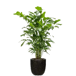 Direct leverbaar | Caryota Mitis in Lux Terrazzo Egg zwart