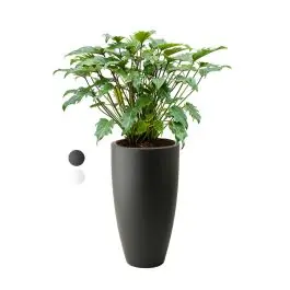 Veilig winkelen | Philodendron Xanadu in Pure Soft hoog antraciet