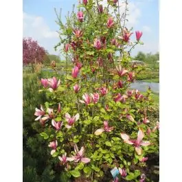 Magnolia Nigra - Laatste dagen