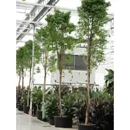 Nu beschikbaar | Ficus Columnar op stam XXXL