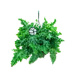 Phlebodium Aureum Davana - Erg populair
