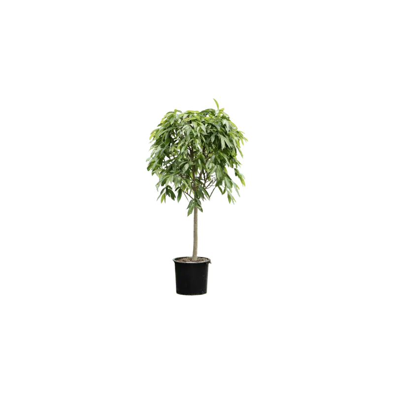 Ficus Amstel King op stam | Expreslevering