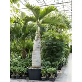 Spoedlevering | Hyophorbe lagenicaulis