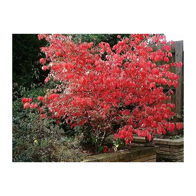 Euonymus alatus | Speciale aanbieding