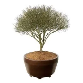 Euonymus Compactus - scherm | Prijsverlaging