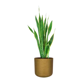Populair bij klanten | Sansevieria Laurentii in Rugged Charlie goud