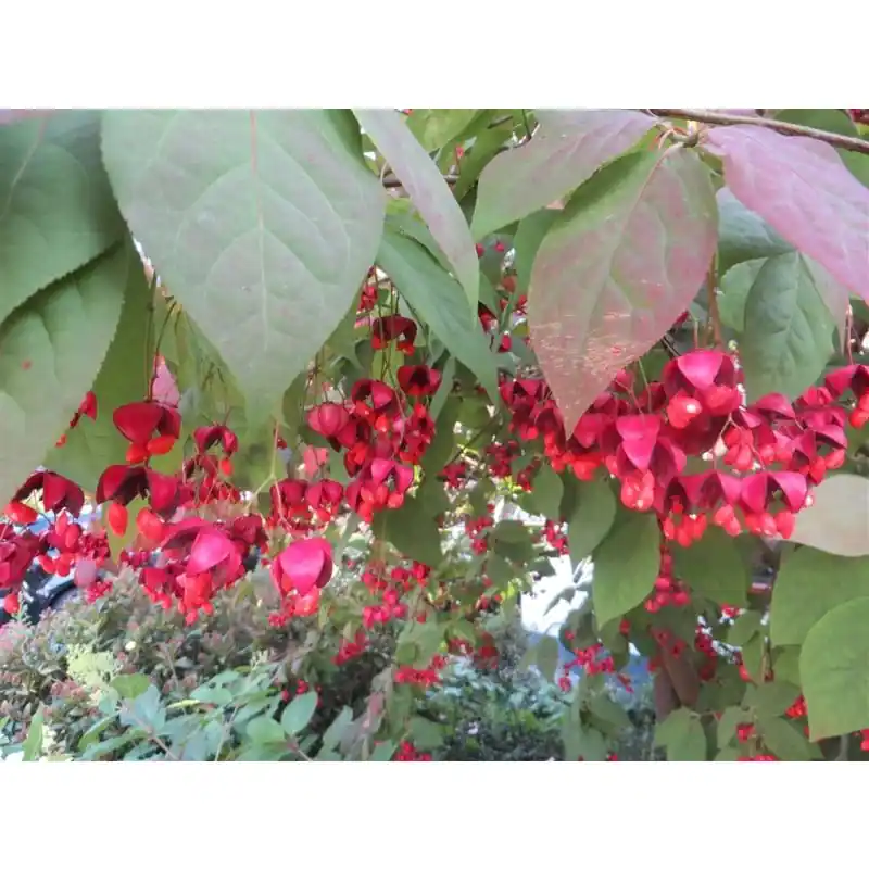 Euonymus Red Cascade - Nieuw in de shop