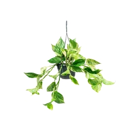 Scindapsus ‘Marble Queen‘ | Wees er snel bij