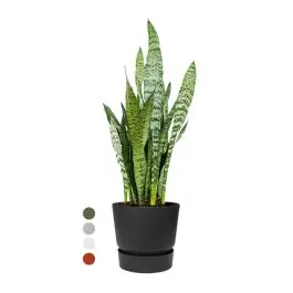 Direct leverbaar | Sansevieria Zeylanica in Greenville zwart