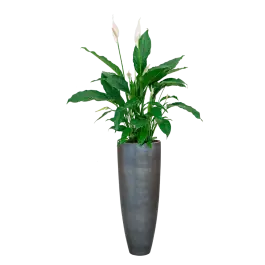 Bestel nu | Spathiphyllum in Metallic Partner ice blue